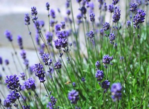 Sol alcalin et plantes qui ne se soucient pas de l alcalinité 