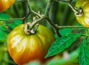 Pourquoi les extrémités de mes tomates restent-elles vertes ? 