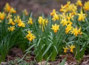 Les meilleures plantes pour attirer les papillons 