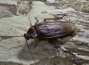 Comment se débarrasser des insectes Palmetto 