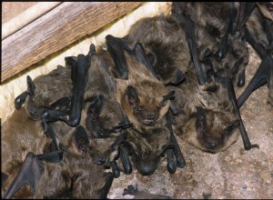 Comment se débarrasser des chauves-souris dans une maison 