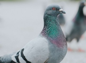 Comment se débarrasser des pigeons 