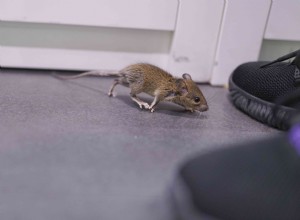 Comment se débarrasser des souris dans votre maison 