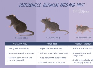 La différence entre les rats et les souris et pourquoi c est important 