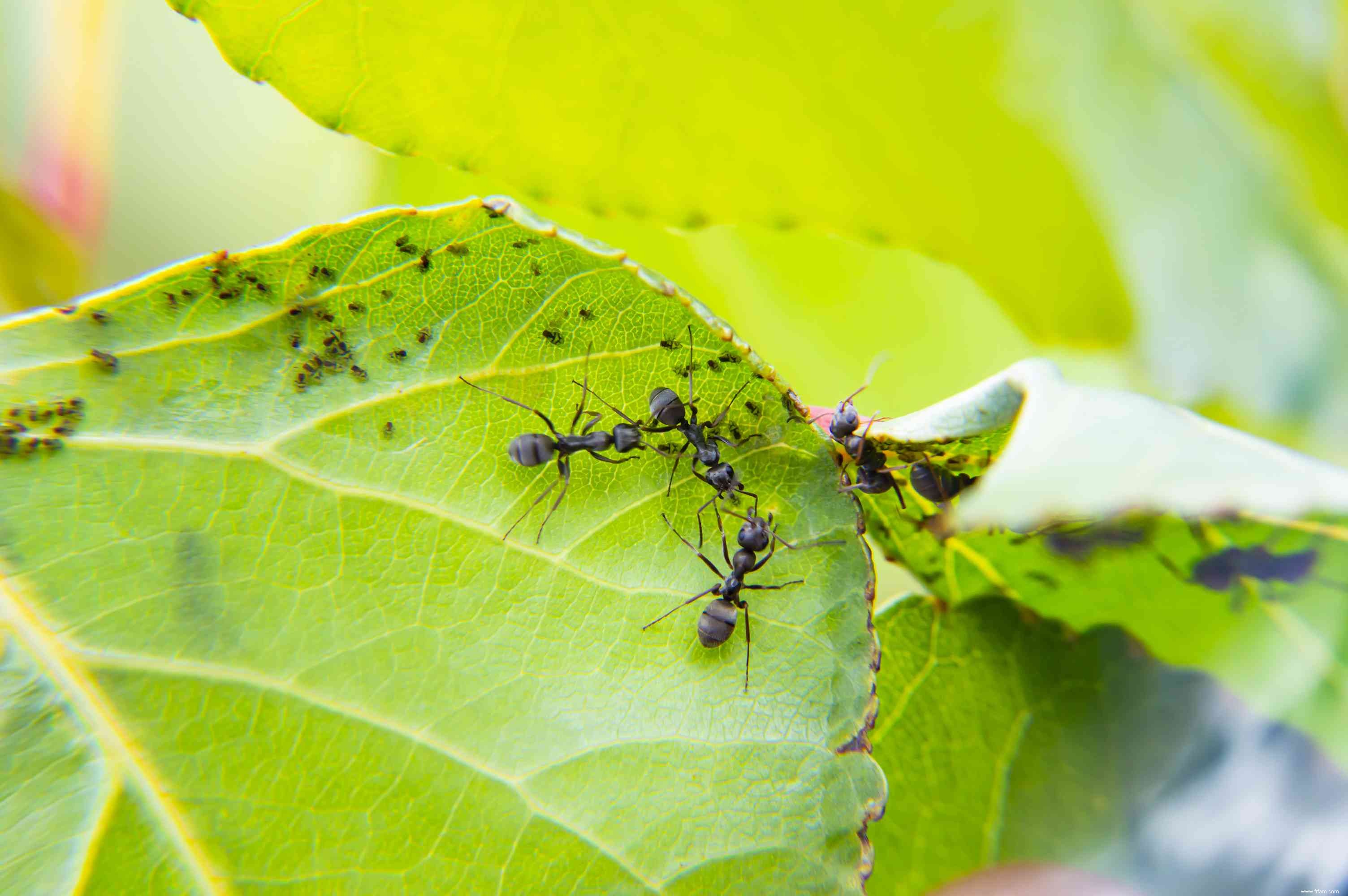 Où vont les insectes en hiver ? 