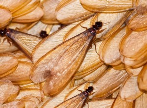 Que faire des fourmis volantes dans votre maison 