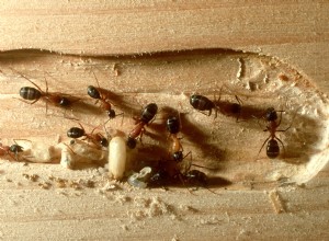 Comment faire la différence entre les fourmis et les termites 