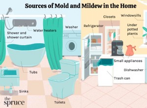 Comment se débarrasser des odeurs de moisissure et de mildiou 