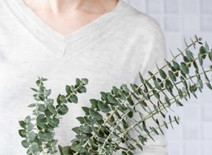 5 mélanges de diffuseurs d eucalyptus à savourer tout au long de la saison 