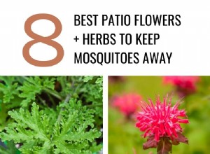 8 meilleures fleurs et herbes de patio pour éloigner les moustiques 