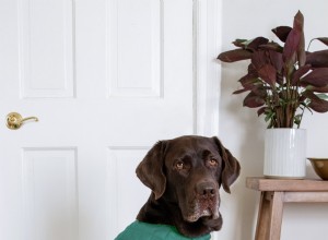 Un manteau pour chien que votre ami à quatre pattes aimera vraiment porter 