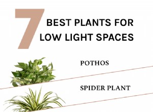 7 meilleures plantes pour les espaces à faible luminosité 