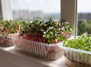 Comment construire un jardin hydroponique en quelques étapes faciles 