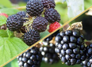 Vous n avez jamais réalisé la différence entre ces deux fruits 