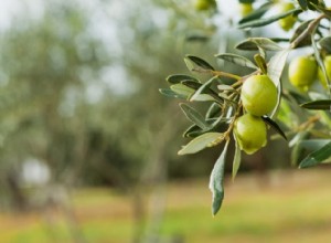 C est pourquoi vous ne pouvez pas acheter d olives fraîches au supermarché 