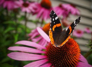 Top 13 des plantes résistantes à la sécheresse qui peuvent supporter le temps sec 