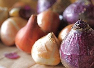 Plantez des bulbes dans des conteneurs pour les fleurs de printemps 