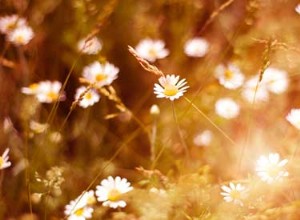 Aimer les marguerites 