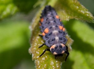 De bons insectes dans votre jardin 