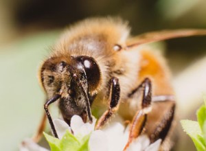 Programme USDA pour les abeilles pas assez 