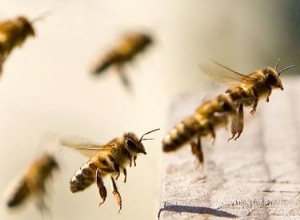 Abeilles en péril 