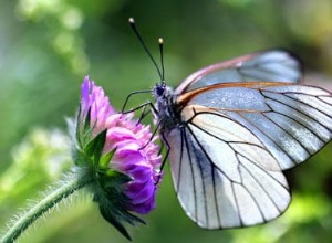 Guide de ressources sur le jardinage des papillons 