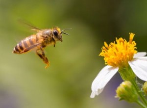 Terre de diatomées et abeilles 