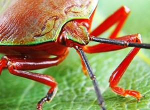 Lutte antiparasitaire de jardinage biologique 