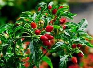 Jardins en conteneurs avec altitude 