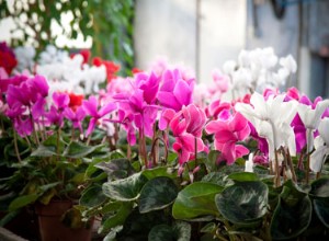 Lumière du soleil et plantes en pot 