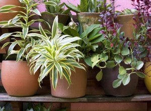 Choisir des pots pour les plantes 