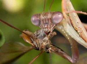 Vérité ou conséquences :un quiz sur les insectes bénéfiques 