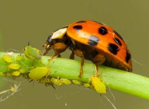 Coccinelle ou Coccinelle ? 