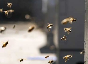 Déclin des abeilles et entreprises chimiques 