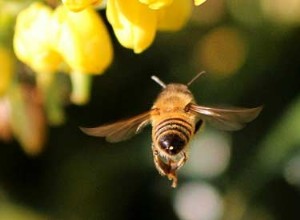Population d abeilles en déclin 