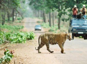 Visitez des lieux intéressants pour profiter pleinement de votre séjour dans un logement à Tadoba 