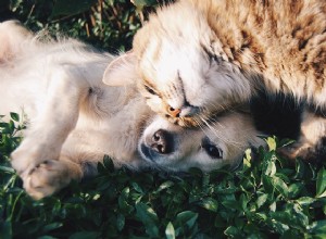 Protégez-vous les enfants (et les animaux domestiques) pendant la lutte antiparasitaire dans votre maison ? 