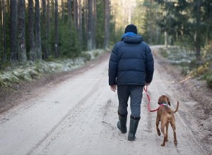 5 règles de promenade de chiens pour des promenades sûres et agréables 