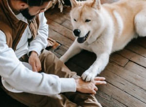 Comment dresser correctement votre chien et établir une connexion solide 