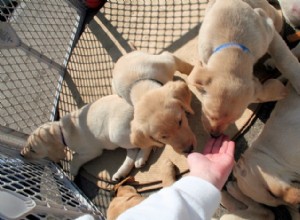 Ce qu il faut considérer lors de l achat d un chien 