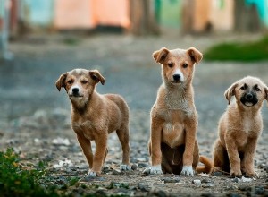 5 animaux qui font les meilleurs animaux de compagnie 