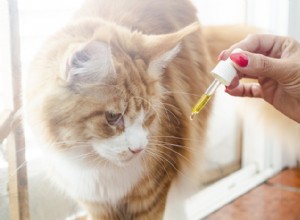 L huile de chanvre est-elle bénéfique pour les animaux de compagnie ? 