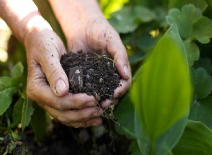 5 erreurs de jardinage à éviter 