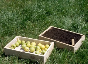 Fabrication de clayettes à fruits et de caissettes à semis