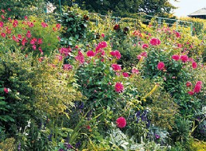 Octobre au jardin : que faire avant le repos hivernal ?