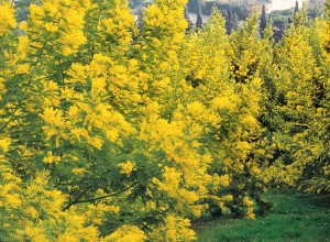 Jardin de février : un premier goût de printemps