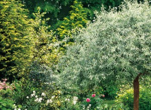 Novembre au jardin : savez-vous planter les arbres ?