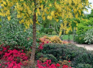 Planter un arbre d’ornement