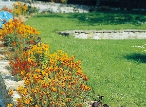 Plantes bisannuelles (ou de culture bisannuelle)