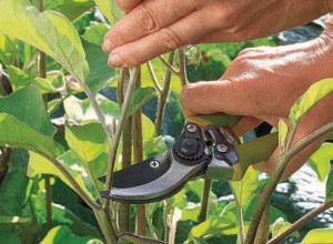 Jardin : bien tailler pour récolter